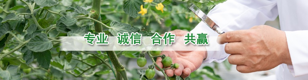 官网升级改版公告